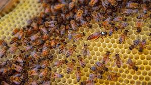  MBAHé – Brakna : le poste de santé, un nid d’abeilles